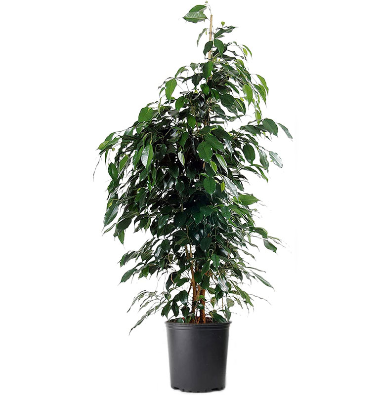 فیکوس بنجامین سبز